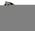 High Flow Carbureted In Line Fuel Pump Rated Up To 2000HP Street/Strip Speed Adjustable DC Brushless Driven Fuel Pump Black FUELAB
